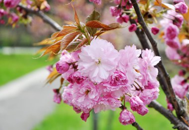 Sakura