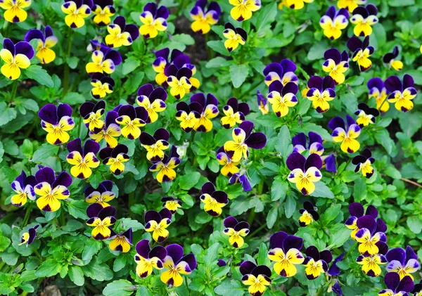 Viola üç renkli — Stok fotoğraf