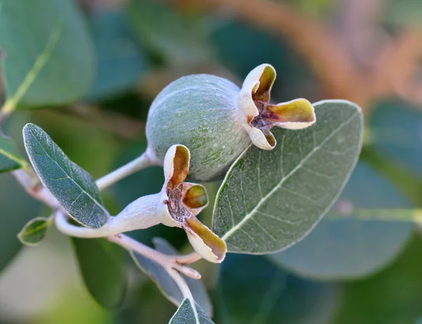 Feijoa (bayas de Mirto) — Foto de Stock