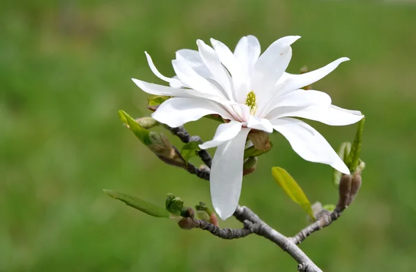 Stellate Magnolia — Zdjęcie stockowe