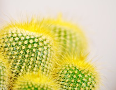 kaktüs makro