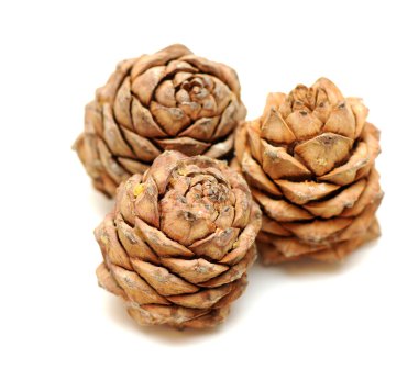 ağaç Sibirya sedir kozalakları