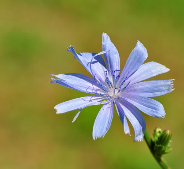 Цикорий (Cichorium intybus ) — стоковое фото