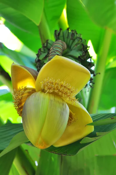 Banán basio — Stock fotografie