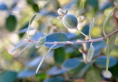Myrtle berry (feijoa)