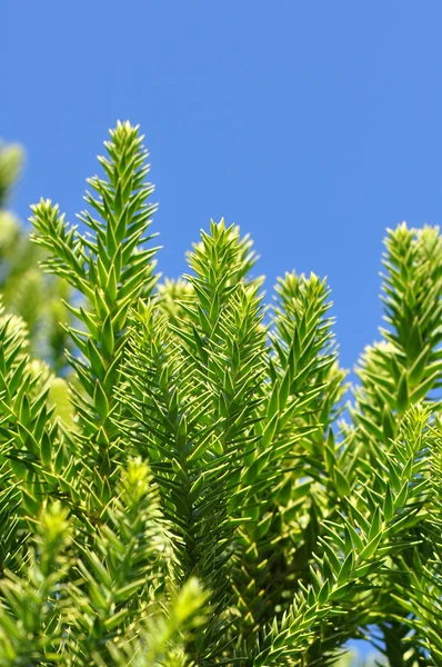 Araucária Angustifolia — Fotografia de Stock