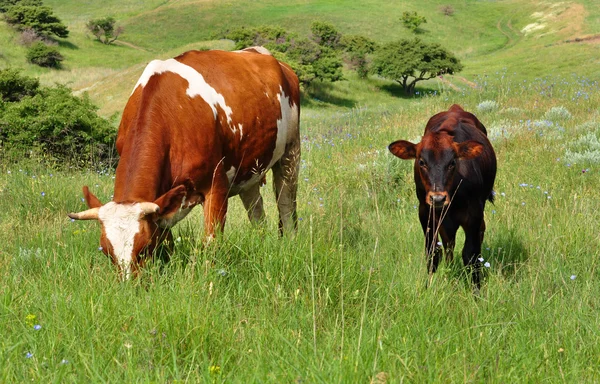 Cows on a pasture — Stock Photo, Image