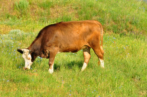 Cows on a pasture — Stock Photo, Image