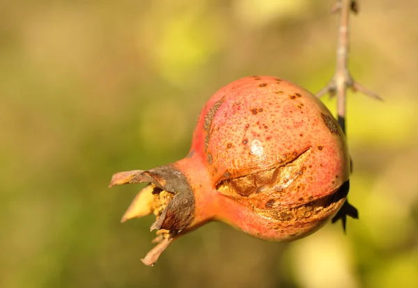 Granatäpple frukt på gren — Stockfoto