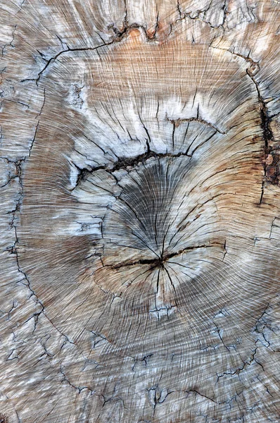 Старый пробковый дуб — стоковое фото