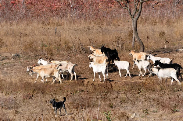 A herd of goats and cattle dog — Stock Photo, Image