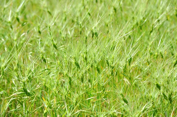 Naturalne trawa zielony — Zdjęcie stockowe