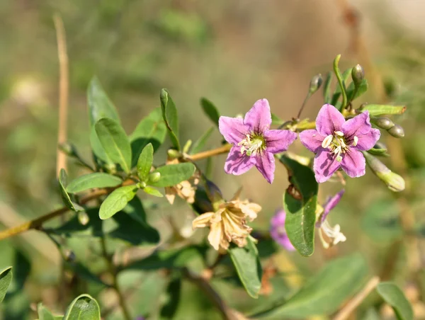 Estepe florescente — Fotografia de Stock