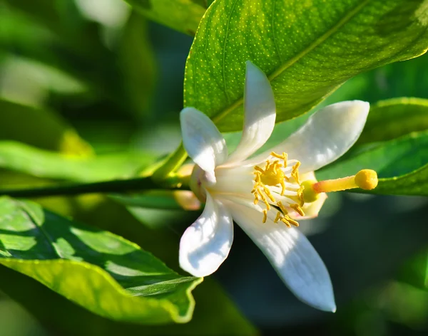 Lemon tree květiny — Stock fotografie