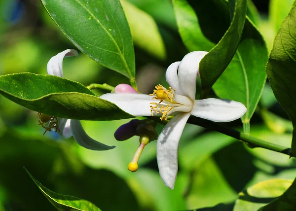 Lemon tree květ — Stock fotografie