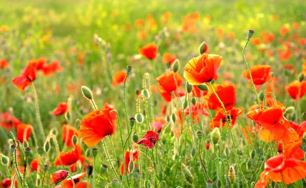 Poppies — Stock fotografie