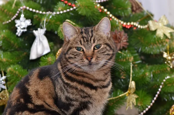 Gatto da tavolo nel periodo natalizio — Foto Stock