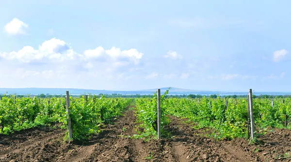 Vinhas jovens — Fotografia de Stock