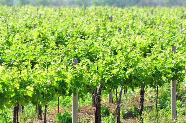 Vinhas encharcadas de sol — Fotografia de Stock