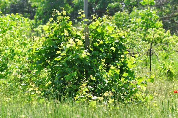 Vigneti abbandonati — Foto Stock