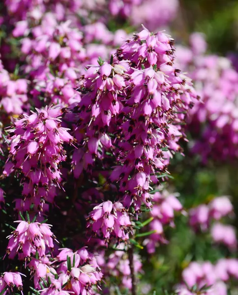 Erica rosea — Stockfoto