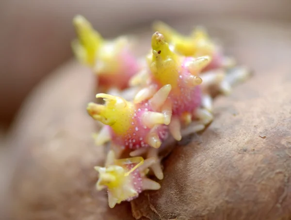 Germogli di patate macro — Foto Stock
