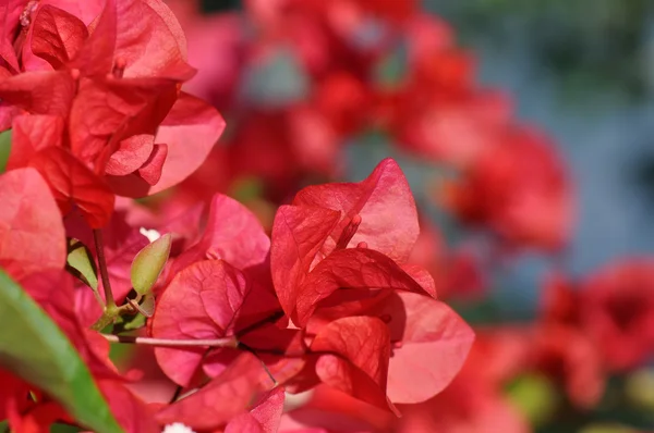 Buganviliemi květ — Stock fotografie