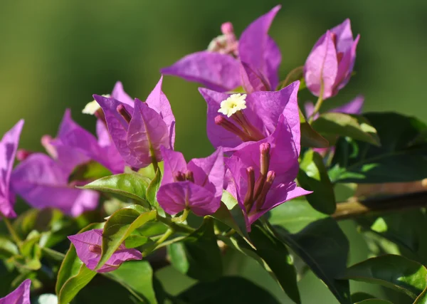 Bougainvilleas 꽃 — 스톡 사진