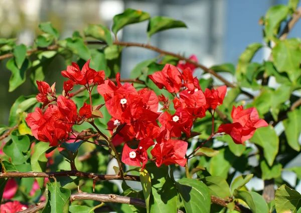 Červená popínavé květiny — Stock fotografie