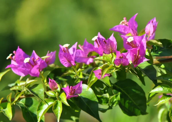 Pobočka popínavé rostliny v květu — Stock fotografie