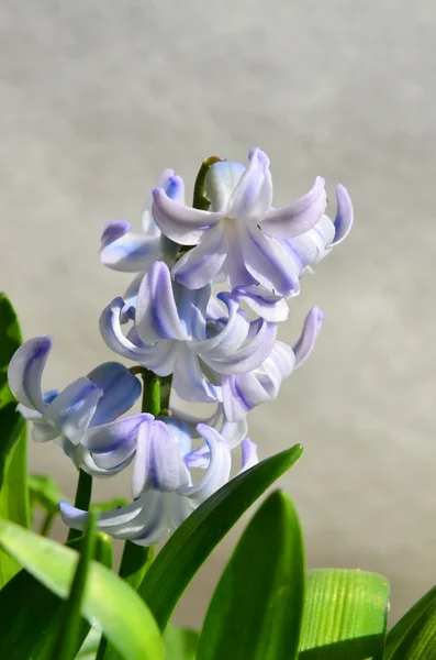 淡い紫色のヒヤシンスの花 — ストック写真