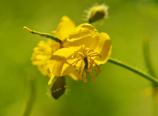 Floração celandine close-up — Fotografia de Stock