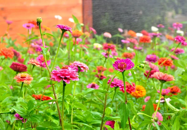 Zinnias achtergrond — Stockfoto