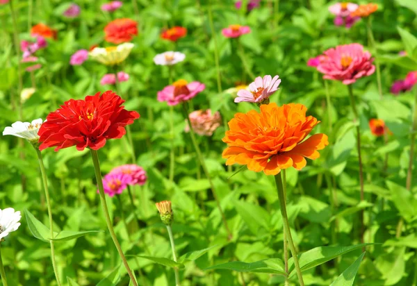 Zinnias achtergrond — Stockfoto