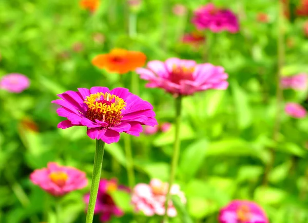 Zinnias achtergrond — Stockfoto