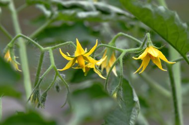 Çiçekler domates tozlaşma için hazır