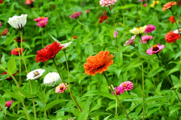 Zinias at summer garden — Stock Photo, Image