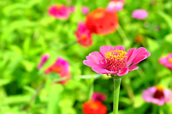 Zinias en el jardín de verano —  Fotos de Stock