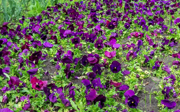 Gyönyörű Fényes Árvácskák Virágos Évszakban Színes Dekoráció Virágzó Virágok — Stock Fotó