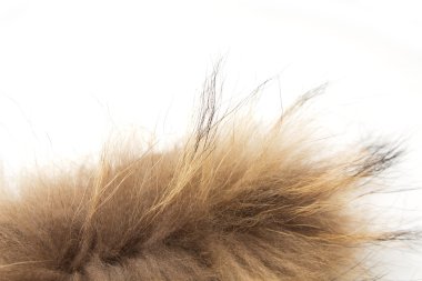 Beyaz arka plan üzerinde kürk