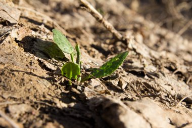 yerde taze kuzukulağı