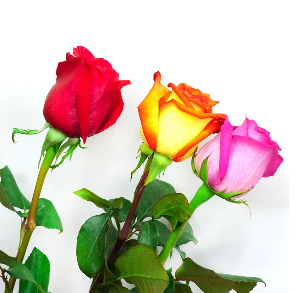 Buquê de rosas sobre um fundo branco — Fotografia de Stock