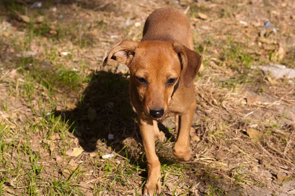 赤い犬、ホームレスの動物 — ストック写真