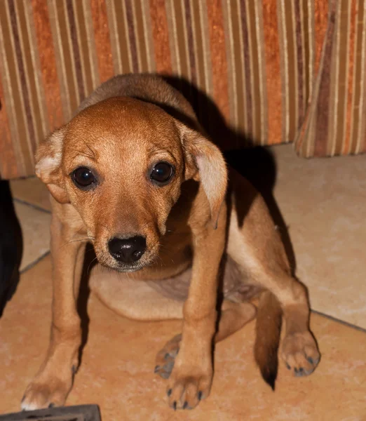 Cão vermelho, animal sem abrigo — Fotografia de Stock