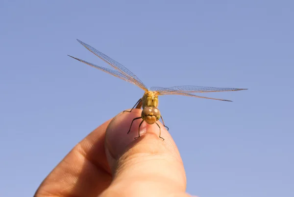Dragonfly, macro — Stockfoto