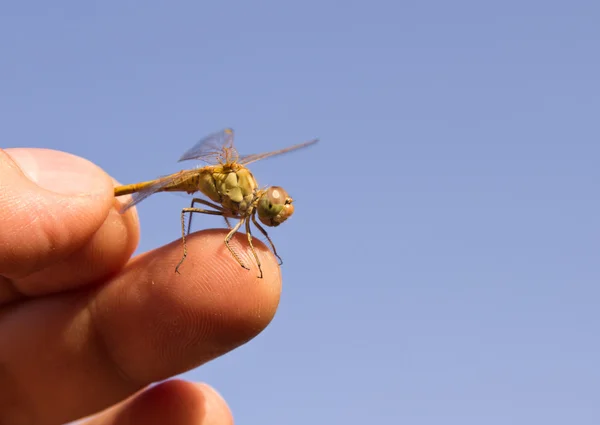 Dragonfly, macro — Stockfoto