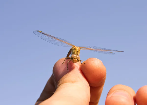 Libélula, macro — Fotografia de Stock