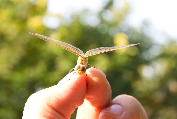 Dragonfly, makro — Stockfoto