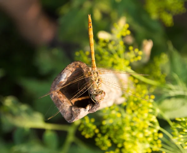 Dragonfly, μακροεντολή — Φωτογραφία Αρχείου