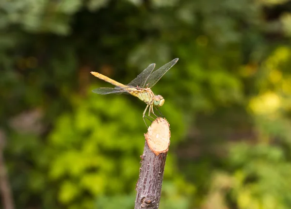 Dragonfly op de natuur, macro — Stockfoto